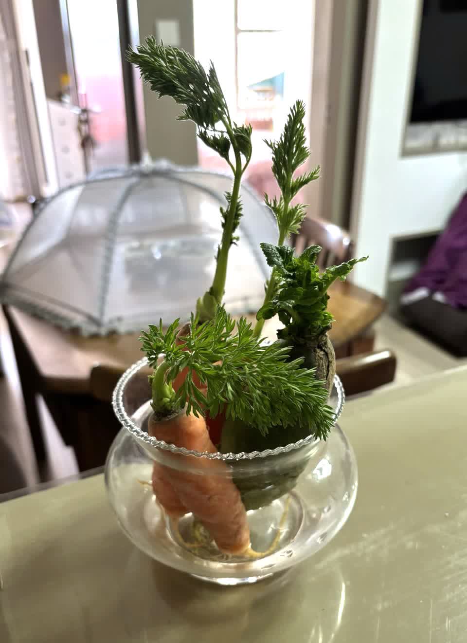 蘿蔔放在魚缸裡,假裝成盆景